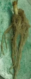 Tabel.4. Berat segar akar tanaman sawi hijau dengan pemberian hijauan dan kompos Mucuna bracteata pada umur 22 hari setelah tanam.