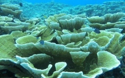 keras 22,89 % dan penutupan karang lunak sebesar 6,5%, maka kondisi terumbu karang pada zona reef flate di Pulau Maratua berkategori sedang (BPSPL Pontianak, 2013).