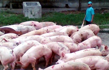 Babi Lokal B. Meat Type (babi tipe pedaging) Yang termasuk kelompok tipe babi pedaging dengan ciri-ciri sebagai berikut: 1. Ukuran tubuh panjang, dalam dan halus 2.