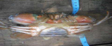 PENDAHULUAN Kepiting bakau adalah salah satu jenis komoditas perikanan yang potensial untuk dibudidayakan dan dikonsumsi karena memiliki nilai ekonomis tinggi, terutama kepiting yang matang gonad
