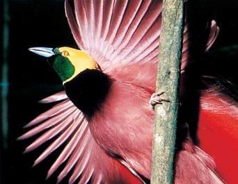 Bahkan, kabarnya karena keindahannya itu juga burung ini jarang turun ke tanah atau seringnya terbang di udara dan hinggap di dahan pohon.