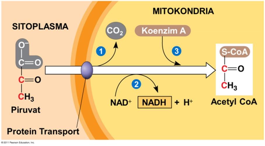 1. Glikolisis: reaksi penguraian glukosa (senyawa 2. Dekarboksilasi Oksidatif: reaksi pembentukan asetil dengan 6 atom karbon) menjadi 2 asam piruvat KoA (koenzim A) dari asam piruvat.