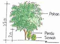 - Angsana (Ptherocarphus indicus) - Akasia daun besar (Accasia mangium) - Oleander