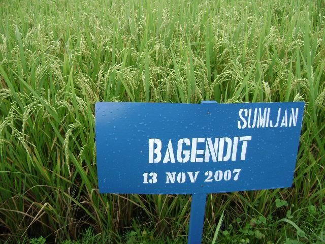 Penanaman pada MT I 2007/2008 dengan varietas Situ Bagendit di Desa Meteseh, Kecamatan Kaliori, Kabupaten Rembang.