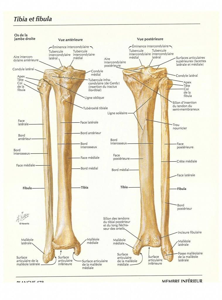 6 c. Os Tibia Os Tibia dibedakan menjadi tiga bagian yaitu, bagian ujung proximal, corpus dan ujung distal. Bagian tulang tibiae yang membentuk sendi genue adalah bagian proximal.