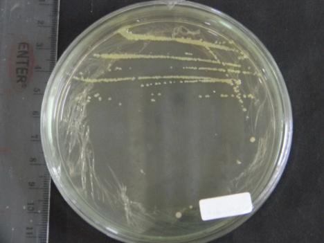 pickettii (B) dan koloni E. coli S17-1λpir (C) pada media L. Persentase rata-rata penghambatan pertumbuhan R. solani oleh R. pickettii adalah sebesar 39.37%. Pada PD, pertumbuhan R.