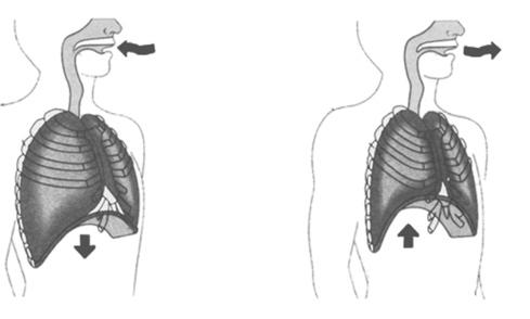 Arah aliran udara masuk Arah aliran udara keluar Otot antartulang rusuk berkontraksi Otot antartulang rusuk berelak sasi Gambar 4.6 Proses pernapasan dada.