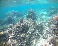 Sedangkan bagian timur dan barat Pulau Karimunjawa pengurangan luasan terumbu karang ada namun tidak terlau terlihat.