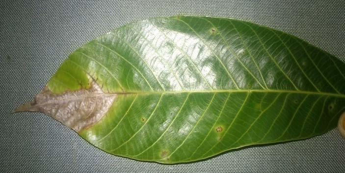 21 C. cassicola menyebabkan terjadinya gugur daun sepanjang tahun, sehingga pertumbuhan tanaman terhambat. Apabila serangan penyakit tersebut terus berlanjut, maka tanaman karet akan mati.