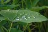 Zat itu melapisi dinding sel luar daun talas, sehingga air tidak bisa menyatu dengan daun talas, karena sifat zat itu tidak bisa