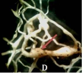 Adapun penyakit yang menyerang tanaman kenaf adalah puru akar (Meloidogyne sp). Penyakit puru akar menyerang bagian akar tanaman dan ciri khas dari serangan nematoda Meloidogyne.