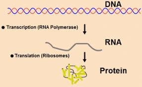 Sintesis Protein Proses dimana kode genetik yang