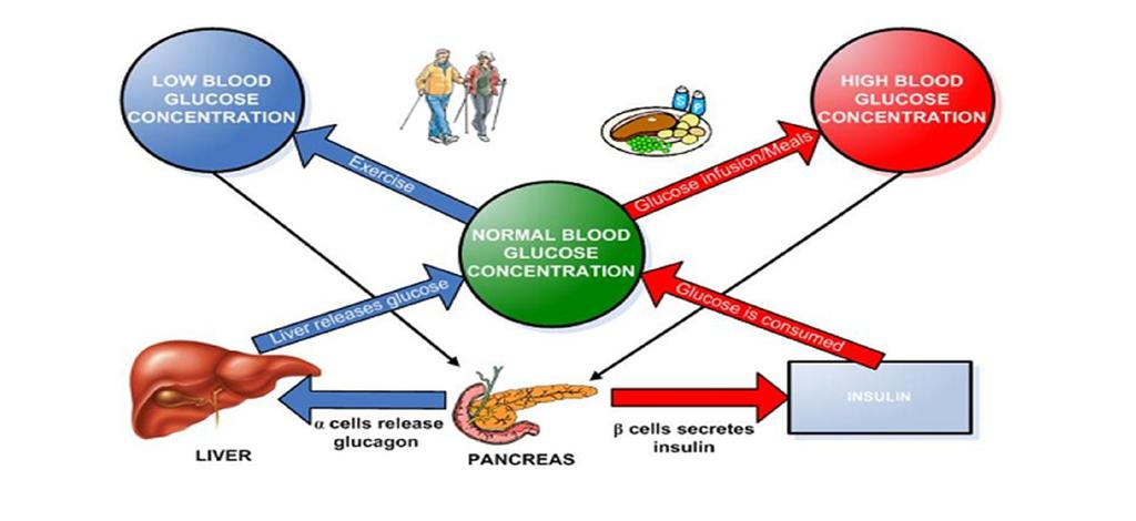 asupan glukosa F(t) yang lebih kecil daripada pemberian suntikan insulin U(t) diperoleh kadar glukosa darah yang rah sehingga perita akan mengalami hipoglikemia.