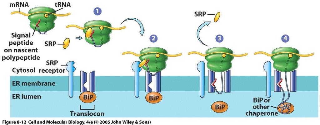 Sintesis protein sekretoris, lisosomal, vakuolaris pada ribosom terikat membran RE Sintesis protein sekretoris, lisosomal, vakuolaris pada ribosom terikat membran RE 1.