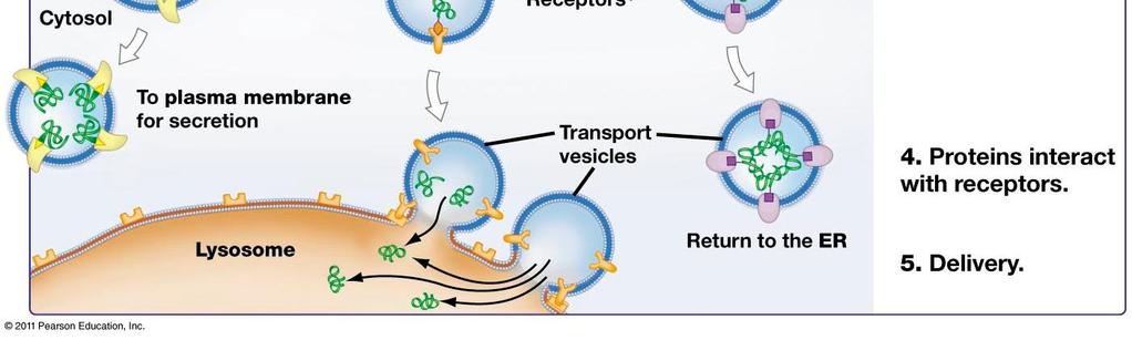 Vesicles form and leave Golgi, carrying specific proteins to other locations or to the plasma membrane for secretion 5 Vesicles transport specific trans