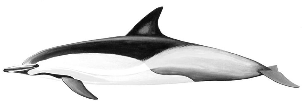 9 Gambar 2. Delphinus delphis (Short-Beaked Common Dolphin) (Jefferson et al. 1993) Berdasarkan organisasi CITES, lumba-lumba jenis ini masuk ke dalam Appendix II.