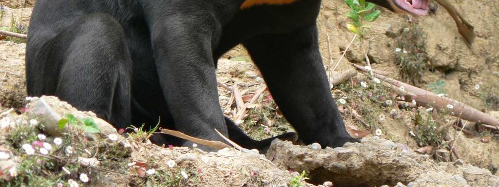 Sedangkan merka hijau betina memiliki ukuran tubuh yang lebih kecil dan bulunya yang tidak warna-warni. 8. Beruang Madu Gambar 2.8 Beruang Madu. Sumber: http://dananxkusuma.blogspot.
