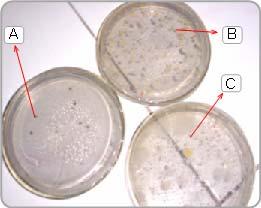 Gambar 9 Contoh hasil uji laboratorium ALT dari sampel air minum isi ulang pada DAM (A =,x koloni/ml, B = 5,9x 3 koloni/ml, C = 7,8x 3 koloni/ml) Tabel Analisis mutu air berdasarkan Escherichia coli