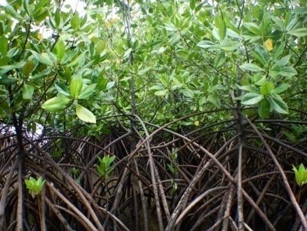1,42 5 1,05 6 0,72 7 0,39 Total 6,98 Penyemaian Bibit dan Penanaman Mangrove Proses
