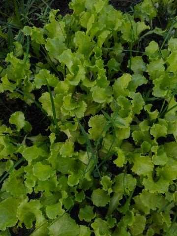 Seledri (Apium graveolens) Seledri adalah tumbuhan dikotil, yang memiliki nama latin Apium graveolens L seperti rumput atau semak dan termasuk tanaman setahun atau dua tahun.