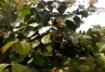 41-44 e. Melinjo (Gnetum gnemon) Melinjo berupa pohon yang lurus, bercabang (tetapi cabangnya tidak bersambungan dengan bagian kayu batang, hingga mudah lepas). Daun tunggal dan berhadapan.