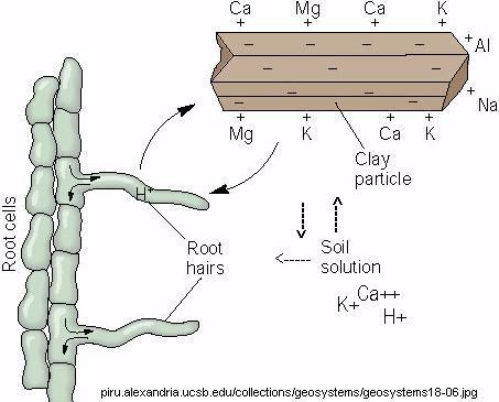 Soil Cation Exchange Capacity In most soils, 99% of soil cations can be found attached to micelles (clay particles & organic matter) and 1% can be found in solution.