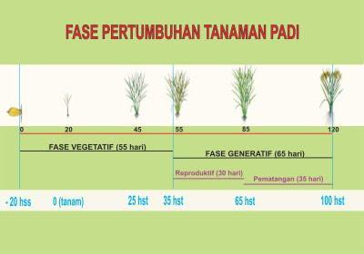 14 pertumbuhan padi gogo. Pada lahan kering, curah hujan dan kemampuan tanah memegang air menentukan keberhasilan pertanam padi gogo. Suhu optimum yang dibutuhkan tanaman ini berkisar 15-30 C. 2.