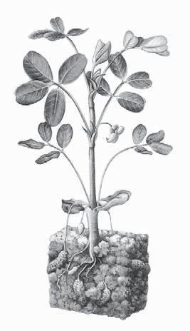 Gambar 2.20 Bunga kacang tanah mengalami penyerbukan autogami, karena kebanyakan terjadi ketika bunga belum mekar. Sumber: Indonesian Heritage Tetumbuhan Gambar 2.