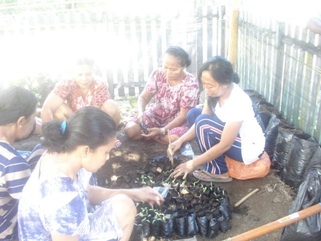 Kegiatan M-KRPL Kabupaten Barru melibatkan para ibu wanita tani mulai dari pembibitan, persiapan lahan, penanaman, pemeliharaan, dan panen.