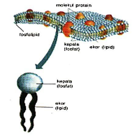 Sel memiliki struktur khusus yang berfungsi untuk memisahkan isi sel dengan lingkungan luarnya, struktur ini dinamakan membrane plasma atau membran sel.