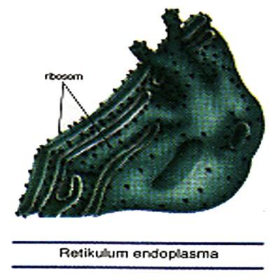 Retikulum Endoplasma (RE) merupakan bentukan membran yang sangat berlipat-lipat membatasi suatu ruangan yang disebut lumen (sisterna).