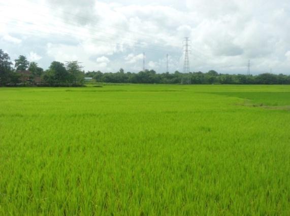 Topografi Desa Pa rappunganta, (a) Padang Penggembalaan (b) Sawah Luas lahan di Desa Pa rappunganta sebesar 950 ha yang didominasi perkebunan seluas 492,42 ha.