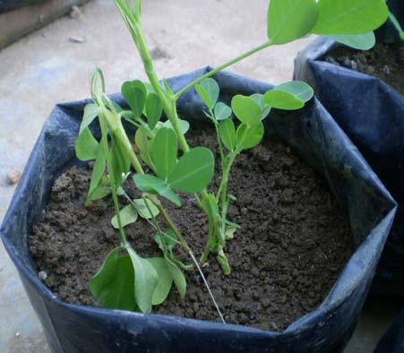 Gejala pertama setelah terinfeksi biasanya tidak nampak (Gambar 2A), tetapi bagian tanaman yang terinfeksi biasanya pangkal batang atau bagian di bawah tanah akan berwarna coklat gelap.