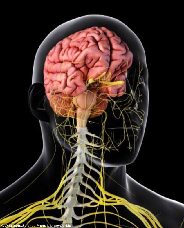 Gambar-gambar disamping makin memperjelas keluarnya sraf-saraf dari spinal cord di sepanjang tulang Tanyakan apakah dia merasakan nyeri di sepanjang tulang belakang, apakah ada kesemutan