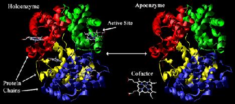 Makalah Baru Amilase I. PENDAHULUAN Peranan enzim sebagai biokatalisator dalam berbagai bidang industri semakin penting.