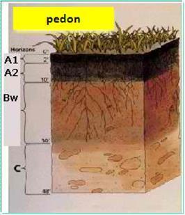 Profil Tanah dan Pedon Profil tanah tidak dapat memberikan semua informasi tentang keragaman ketebalan horizon; untuk itu diperlukan studi volume tanah yang disebut PEDON.