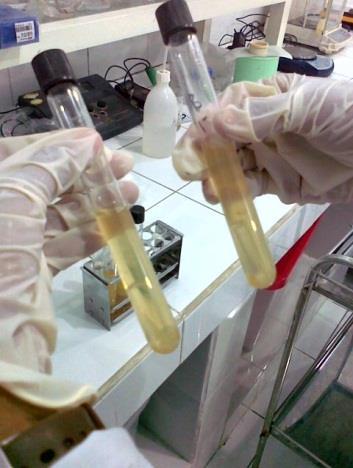 IOde / Bimafika, 2013, 5, 570 574 Hasil Pengujian Bakteri Escherichia coli Pada Produk Udang Beku Hasil pengujian bakteri Escherichiacoli pada produk udang beku di UPTD LPPMHP (Laboratorium Pembinaan