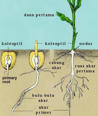 Faktor yang mempengaruhi Pertumbuhan pada Tumbuhan A.