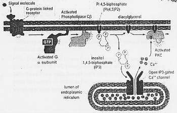 G Proteins dan Siklus G protein G protein berada pada membrane sel dan memediasi fungsi G protein linked receptors (GPCRs).