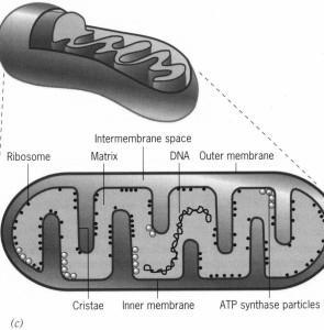 Membran bagian dalam Membran dalam lebih kompleks dalam struktur daripada membran luar karena mengandung kompleks dari rantai transpor elektron dan kompleks sintetase ATP.