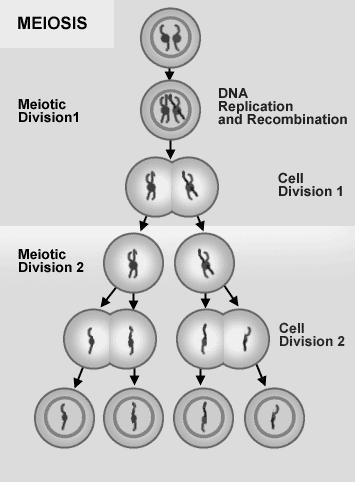 Pembelahan Meiosis Secara kodrat, makhluk hidup tertentu hanya melahirkan makhluk yang sejenis. Ini dikarenakan adanya mekanisme tertentu pada saat awal perkembangbiakan.