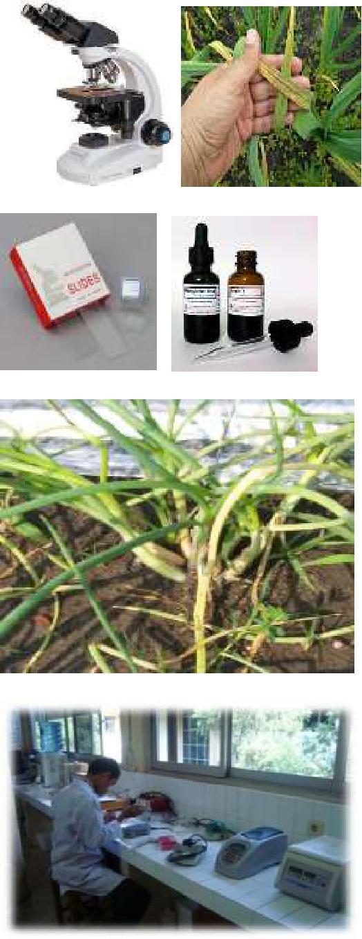 3 Amati tanaman yang terinfeksi berdasarkan gejala dan tanda penyakit 4 Amati tanaman yang terinfeksi secara mikroskopis dan dicocokkan dengan