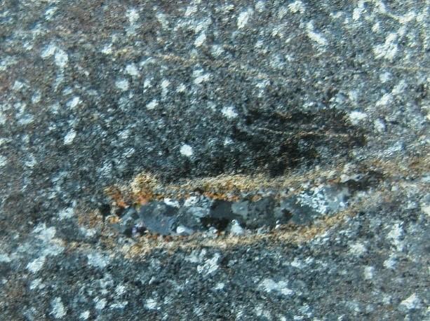 Klasifikasi batuan metamorf, termal, migmatite Kenampakan Mikroskopis spesimen ini adalah batuan metamorf granoblastic didominasi oleh poikiloblasts dari cordierite dalam matriks kuarsa, biotit,