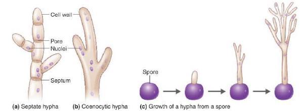 memiliki pori yang cukup besar untuk memungkinkan terjadinya aliran sitoplasma. Hifa semacam ini disebut hifa bersekat atau hifa bersepta (septate hyphae). Beberapa jamur lainnya tidak memiliki septa.