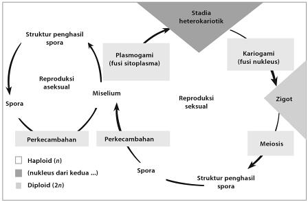 Reproduksi yang terjadi pada jamur secara singkat dijelaskan pada Gambar 3 di bawah ini: Gambar 3. Skema Reproduksi Jamur (Sumber: Achmad M.S., dkk. 2011: 41). c.