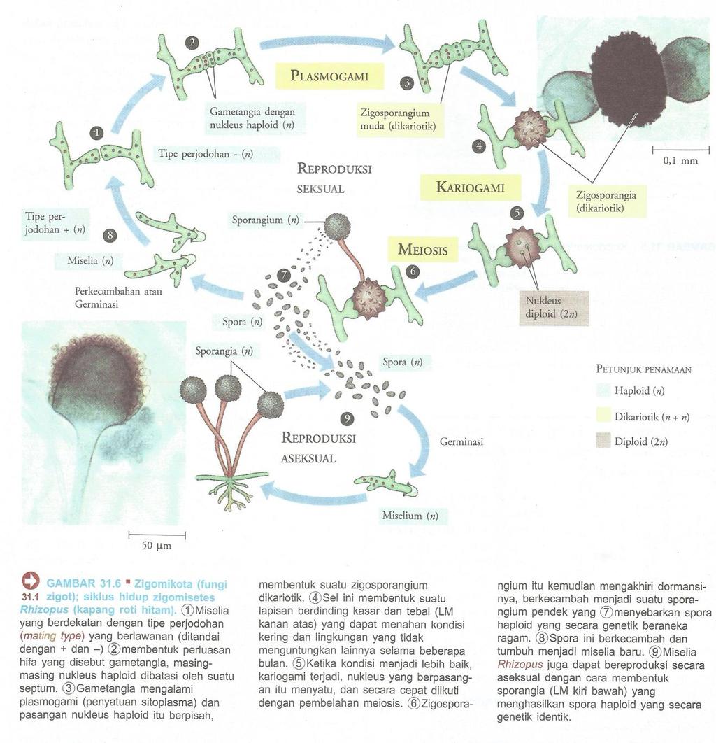 Gambar 4. Siklus Hidup Zygomycota (Campbell, dkk., 2005: 190). c. Ascomycota Divisi Ascomycota memiliki lebih dari 60.