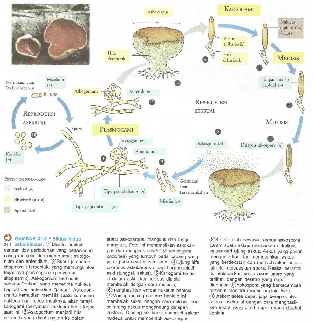 Gambar 5. Siklus Hidup Ascomycota (Campbell, dkk., 2005: 192). d. Basidiomycota Divisi Basidiomycota merupakan kelompok besar, terdiri dari 25.