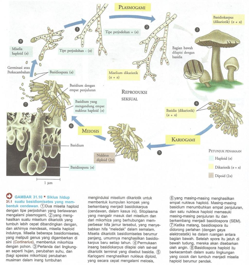 Gambar 6. Siklus Hidup Basidiospora (Campbell et. al., 2005: 194) 3. Peran Jamur Kedudukan jamur sangatlah penting bagi manusia.