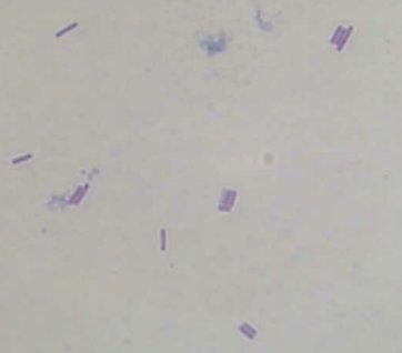 Tabel 1. Karakteristik Isolat Bakteri Asam Laktat Isolat BAL Pewarnaan Gram Morfologi Gambar Morfologi L.