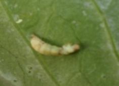 isolat lokal setelah 4 hari (c), larva yang terinfeksi lokal setelah 7 hari (d).
